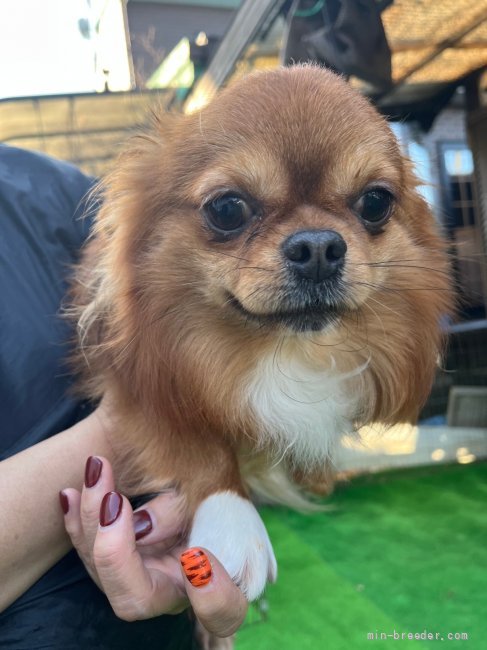 チワワ(ロング)【・男の子・2018年12月9日・レッドホワイト】