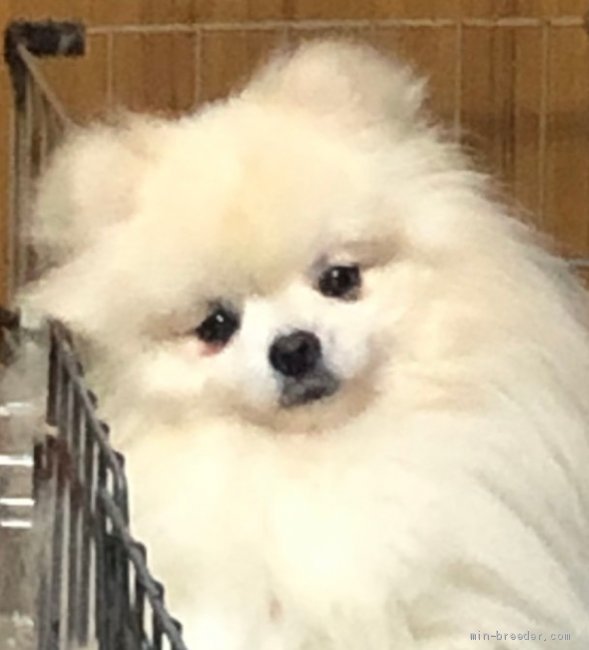 ポメラニアン【・男の子・2019年4月20日・ホワイト】「フワフワ」