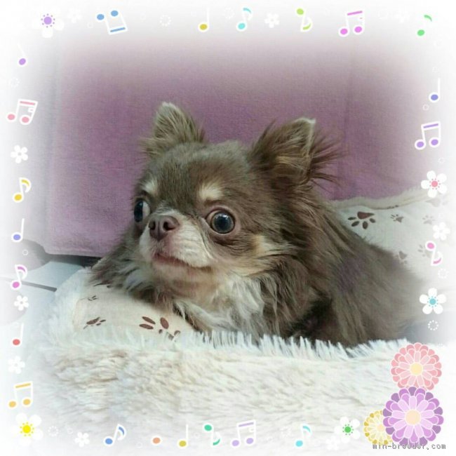 吉川由紀子ブリーダー