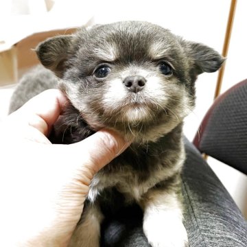 チワワ(ロング)【埼玉県・男の子・2025年5月7日・ブルータン】の写真「ふんわり、穏やかな甘えん坊さんです笑」