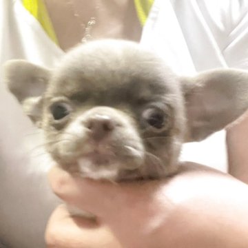 チワワ(スムース)【埼玉県・女の子・2025年4月21日・イザベラホワイト】の写真「スムチーファン必見です‼️」