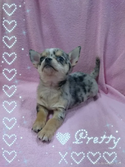 ID：1709-02733の子犬