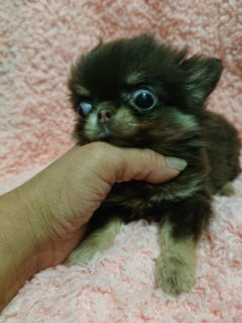 チワワ(ロング)【埼玉県・女の子・2021年3月30日・チョコレートクリームタン】の写真「チビチビちゃん」