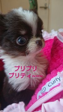 チワワ(ロング)【埼玉県・女の子・2020年12月19日・チョコレートタン&ホワイト】の写真「ちっちゃーい！ちっちゃいお姫様👸」