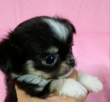 チワワ(ロング)【埼玉県・女の子・2014年7月17日・ブラックタン&ホワイト】の写真「可愛い女の子です。」