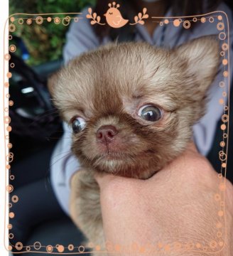 チワワ(ロング)【埼玉県・女の子・2021年7月29日・チョコレートフォーン】の写真「出た〜💓💓💓💓でこっぱち💃💃💃」