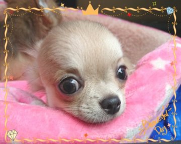 チワワ(ロング)【埼玉県・男の子・2019年5月23日・ブルーフォーン】の写真「お目目クリックリの可愛い男の子👦!!」