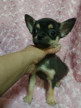 チワワ(スムース)【埼玉県・男の子・2020年2月21日・ブラックタン】の写真「ボクも可愛いよ🎶」
