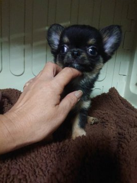 チワワ(ロング)【埼玉県・男の子・2021年6月30日・ブラックタン】の写真「この子も可愛い❣️男の子です👦」
