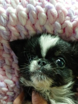 チワワ(ロング)【埼玉県・男の子・2020年4月20日・ブラックタン&ホワイト】の写真「こんなに可愛いけど
ワケありです💦」