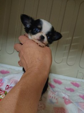 チワワ(ロング)【埼玉県・女の子・2021年9月1日・ブラックタン&ホワイト】の写真「極小ちゃんです。」