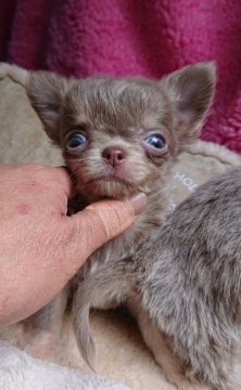 チワワ(ロング)【埼玉県・男の子・2020年4月6日・イザベラ&タン】の写真「おっとりさんなボクです(*^^*)」