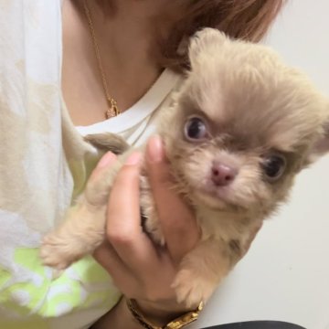 チワワ(ロング)【埼玉県・男の子・2024年3月15日・イザベラタン】の写真「綺麗なカラーと可愛すぎる瞳🥺💕」