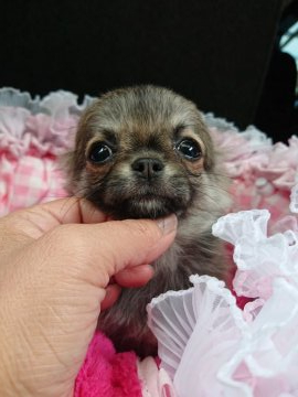 チワワ(ロング)【埼玉県・女の子・2021年7月4日・フォーン】の写真「出た〜（笑）可愛い❣️」