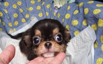 チワワ(ロング)【埼玉県・男の子・2019年10月11日・ブラックタン&ホワイト】の写真「お目目が可愛いボクちゃん👶✨」