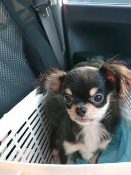 チワワ(ロング)【埼玉県・男の子・2020年1月18日・ブラックタン】の写真「小ぶり❤ハデハデターンで可愛いボクです(*^^*)」