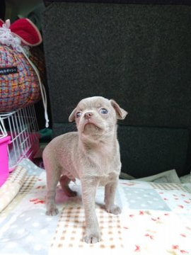 チワワ(スムース)【埼玉県・男の子・2021年7月26日・イザベラ】の写真「激レアイザベラ❣️しかもスムースだよぉ~~~❣️」