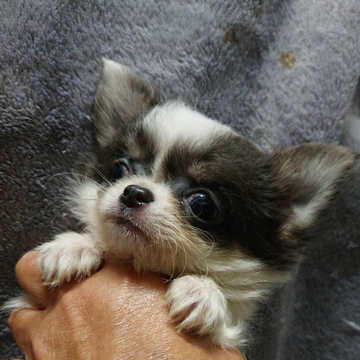 チワワ(ロング)【埼玉県・女の子・2022年3月27日・ホワイトブルータン】の写真「モフモフな女の子👧」