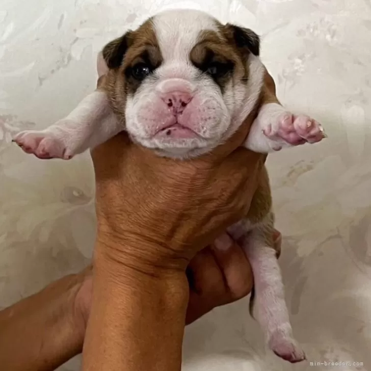 ID:2506-01264の子犬