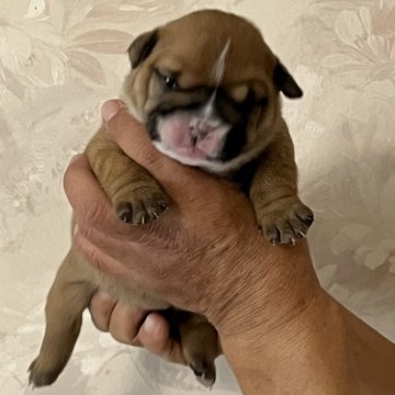 ブルドッグ【北海道・女の子・2025年12月1日・レッド&ホワイト】の写真「おでこのラインがチャームポイント」