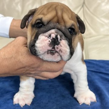 ブルドッグ【北海道・男の子・2025年9月28日・レッド&ホワイト】の写真「兄弟で頭に点があります」