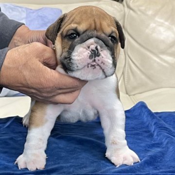 ブルドッグ【北海道・男の子・2025年9月28日・レッド&ホワイト】の写真「兄弟で頭に点があります」