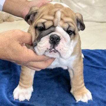 ブルドッグ【北海道・女の子・2025年9月28日・レッド&ホワイト】の写真「兄弟で頭に点があります。」