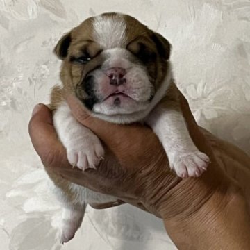 ブルドッグ【北海道・女の子・2025年12月1日・レッド&ホワイト】の写真「4本足が綺麗な白色です。」