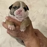 ブルドッグ