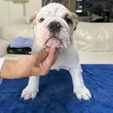 ブルドッグ