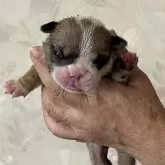 ブルドッグ