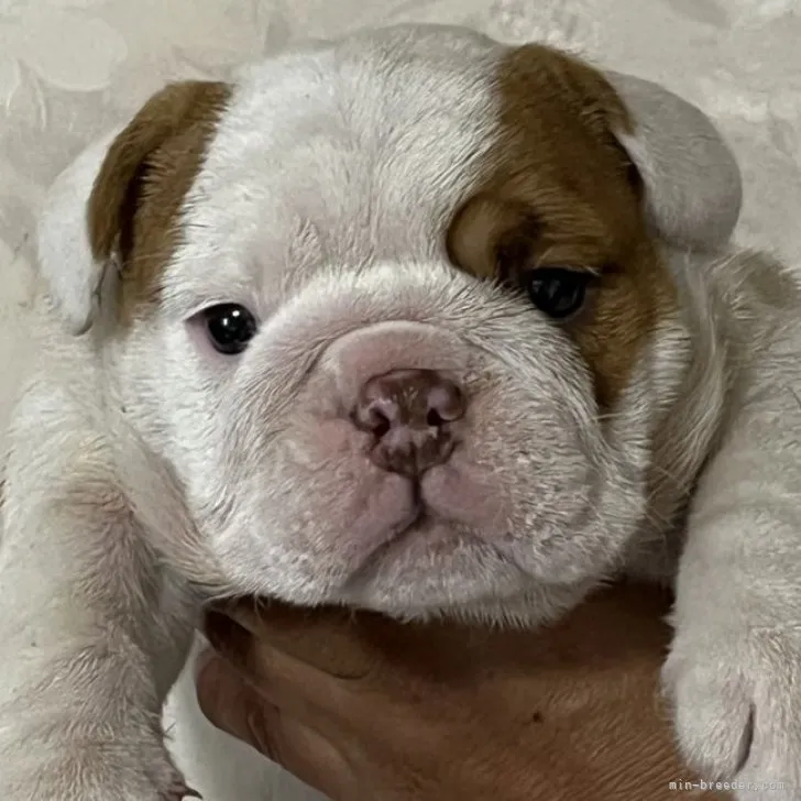 ID：2305-03910の子犬