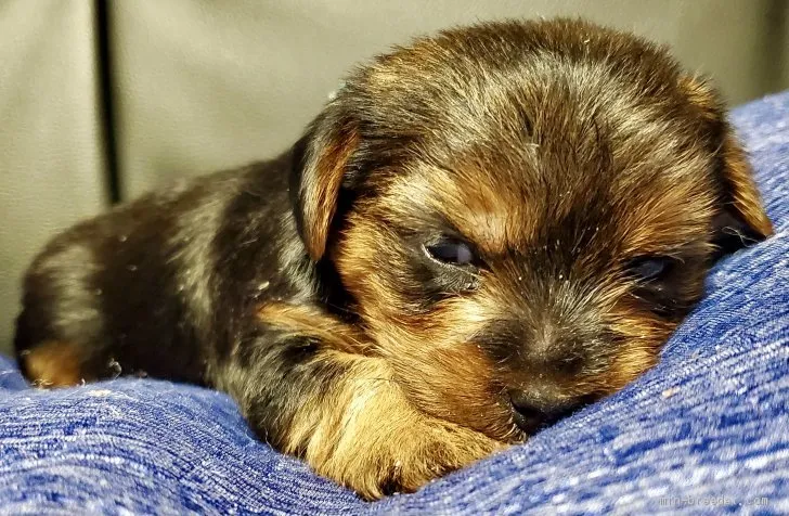 ID：2010-00866の子犬