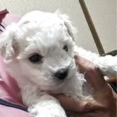 ビションフリーゼ