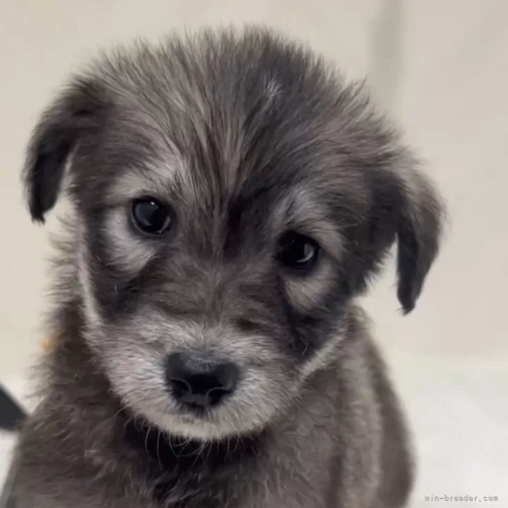 ID：2412-02808の子犬