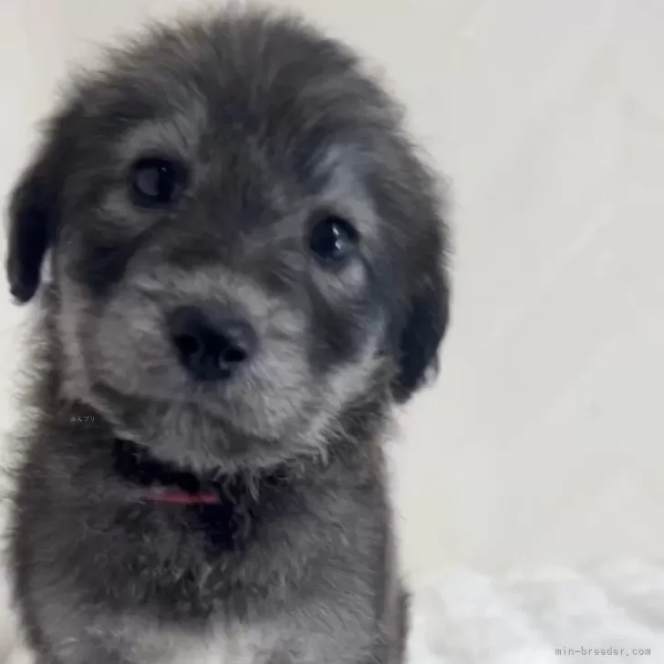 ID:2412-02807の子犬