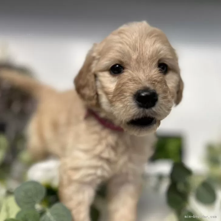 ID：2503-06201の子犬