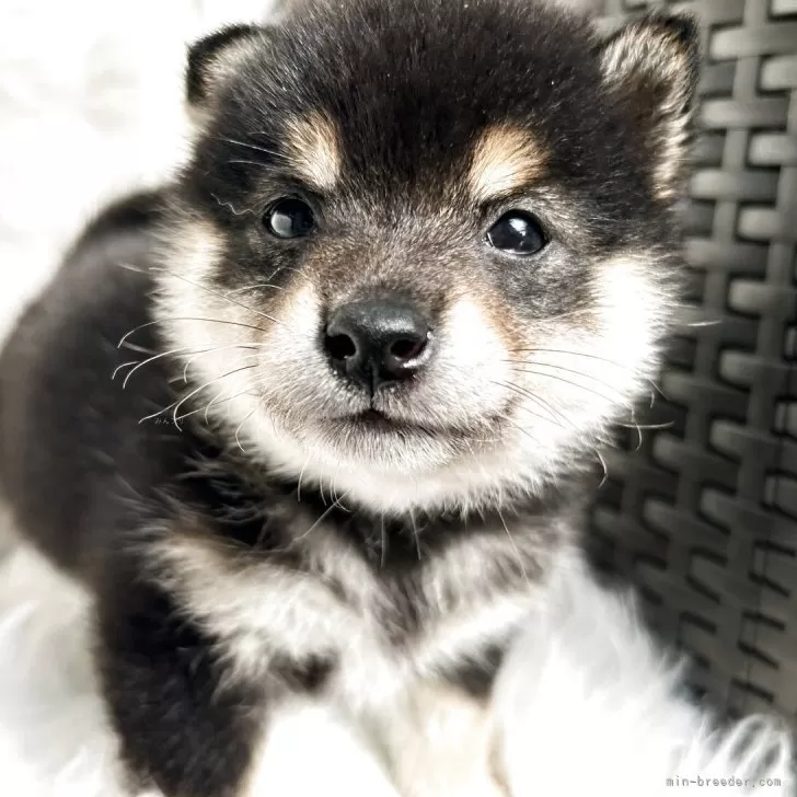 ID：2511-02038の子犬