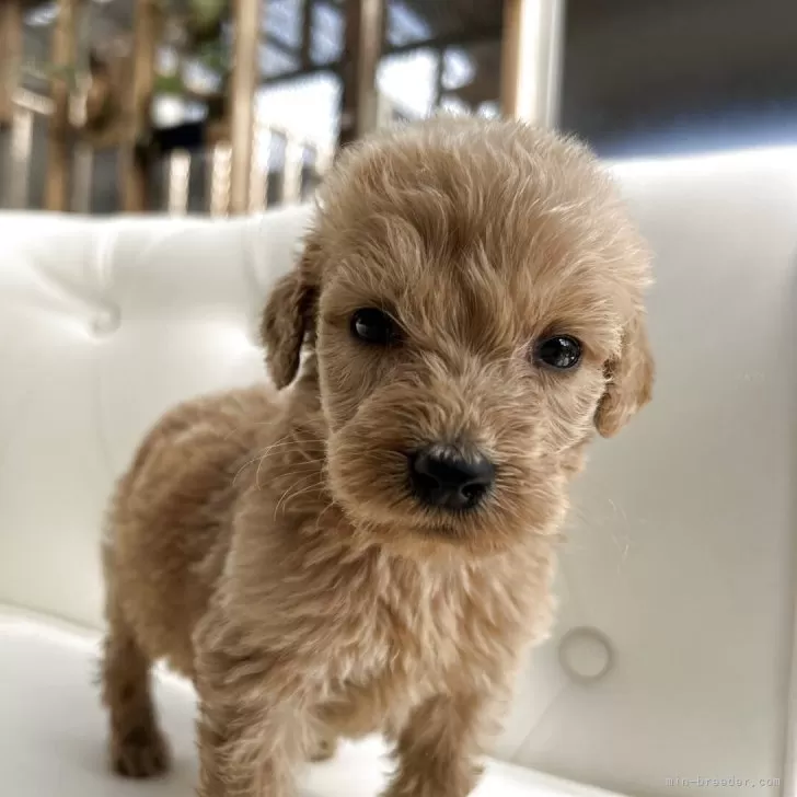 ゴールデンドゥードゥル【鹿児島県・女の子・2025年10月26日・アプリコット】の写真1