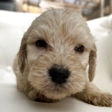 ゴールデンドゥードゥル【鹿児島県・男の子・2025年10月26日・クリーム】の写真「クルクル巻き毛の可愛い女の子」