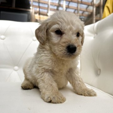 ゴールデンドゥードゥル【鹿児島県・男の子・2025年10月26日・クリーム】の写真「クルクル巻き毛」