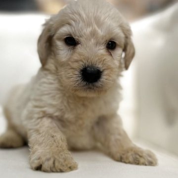 ゴールデンドゥードゥル【鹿児島県・男の子・2025年10月26日・クリーム】の写真「もうトイレ躾も大丈夫」