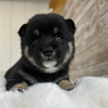 柴犬(豆柴)【鹿児島県・男の子・2024年10月12日・黒】の写真「両親豆柴認定犬🩵🖤ご見学予約頂いています(1)」