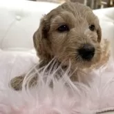 ゴールデンドゥードゥル【鹿児島県・女の子・2025年10月26日・アプリコット】の写真2