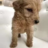 ゴールデンドゥードゥル【鹿児島県・女の子・2025年10月26日・アプリコット】の写真3