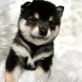 豆柴【鹿児島県・男の子・2025年9月12日・黒】の写真4