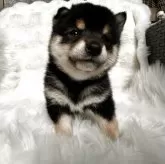 豆柴【鹿児島県・男の子・2025年9月12日・黒】の写真7