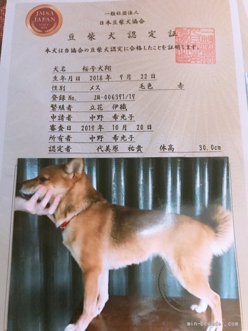 柴犬【・女の子・2018年9月22日・赤毛】