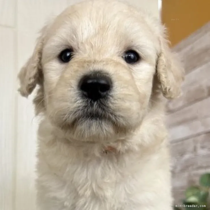 ID：2311-01878の子犬