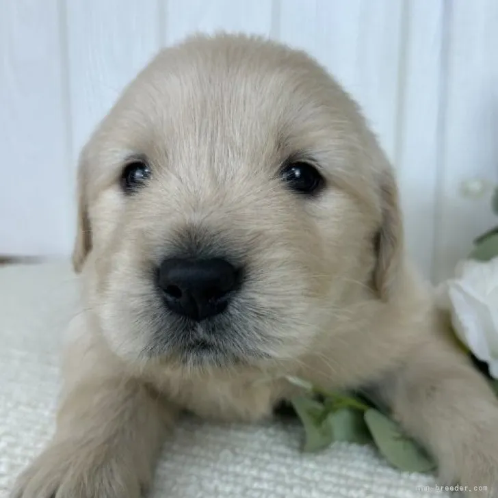 A.Y 様のお迎えした子犬